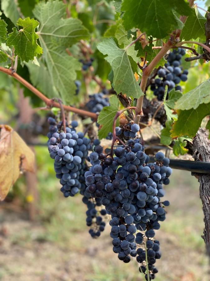 Trie Vineyard Cottage Grevena Esterno foto